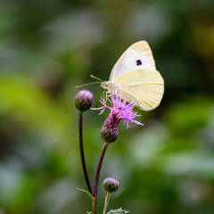 Great White Angel Butterfly ; Pieris brassicae