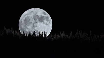 Fototapeta na wymiar Full Moon over Forest