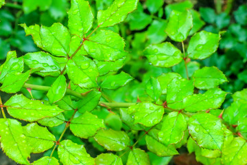 rose leaves after rain as background