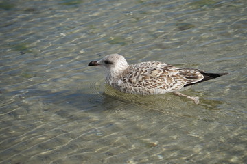 Junge Möwe im Meer