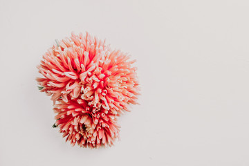 Fototapeta premium Pink dahlia flower on white background.