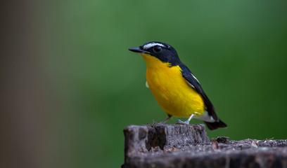 The Yellow-rumped Flycatcher is standing on the stump with blurred background.