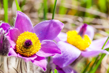 concave in NP Podyji, Czech Republic