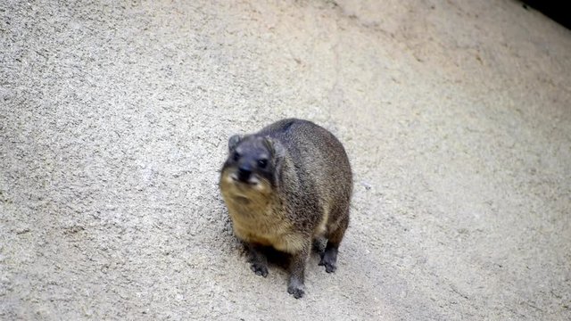he rock hyrax (Procavia capensis), also called rock badger,[citation needed] rock rabbit, and Cape hyrax, is a medium-sized terrestrial mammal native to Africa