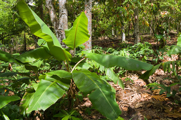 Exotic cultivation on tropical plantation, Dominican Republic