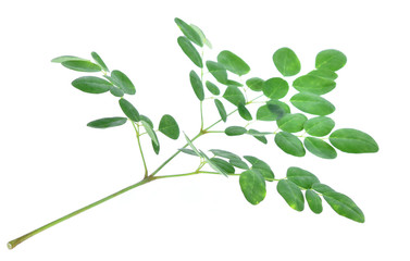 leaves of the Moringa oleifera Lam  isolated on white background