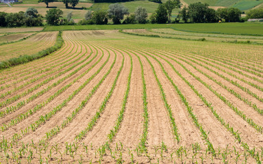 Fototapeta na wymiar field of corn, Styria, Austria