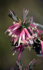 Australian native Pink Five-Corners Flowers, Styphelia triflora, family Ericaceae, growing in heath along the Little Marley Firetrail, Royal National Park, NSW, Australia