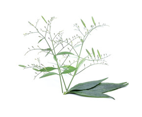 Andrographis paniculata plant on white background