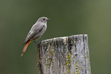 weiblicher Hausrotschwanz (Phoenicurus ochruros) - female Black redstart