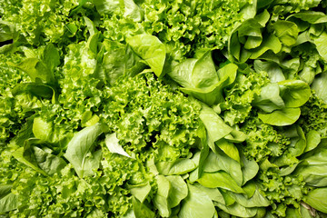 fresh green lettuce in the garden