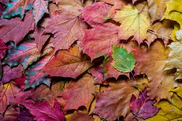 Naklejka na ściany i meble Red and orange autumn leaves background. Outdoor. Colorful backround image of fallen autumn leaves