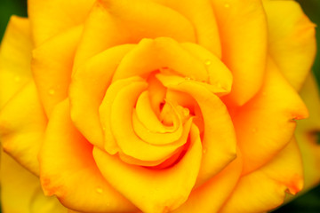 yellow rose on green background