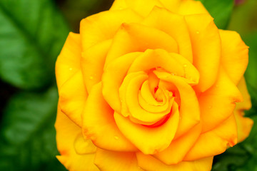 yellow rose on green background