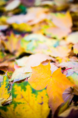 Red and orange autumn leaves background. Outdoor.