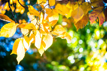 Red and orange autumn leaves background. Outdoor.