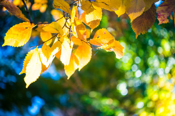 Fototapeta na wymiar Red and orange autumn leaves background. Outdoor.