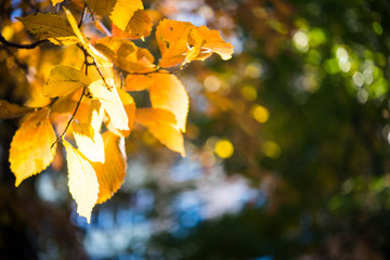 Obraz premium Red and orange autumn leaves background. Outdoor.