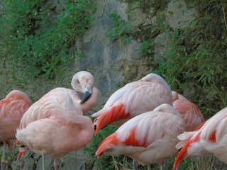 beautiful pink Chilean flamingo