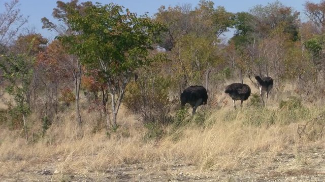 Three Ostriches Walking in the Savanna in Caprivi Strip, Namibia, Africa