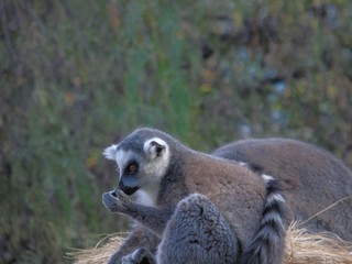 Lemurs in the jungle of Madagascar