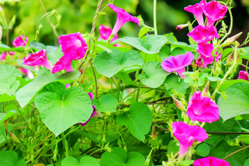 purple flower on green background