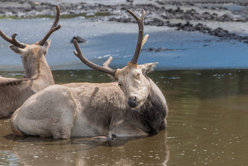 Pere David's deer, Elaphurus davidianus, milu, elaphure with characteristic large preorbital glands prefers wetland habitats. Animals in wildlife © Natalia