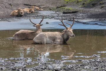 Pere David's deer, Elaphurus davidianus, milu, elaphure with characteristic large preorbital glands, black dorsal stripe prefers wetland habitats. Animals in wildlife