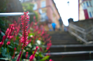 spring flowers in the city