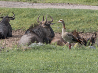 Herd of blue wildebeest, gnu and African goose are on the meadow. Animals in wildlife