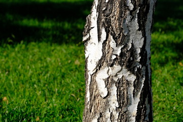 Fototapeta premium Birch in a city park. Wood texture