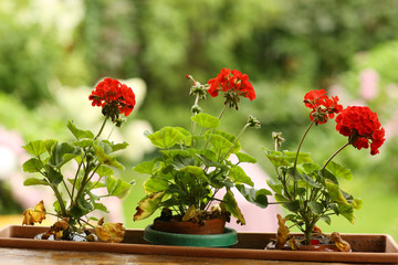 geranium flowers in flower basket box closeup photo on green summer formal garden background