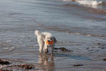 Cavachon retrieving her orange bone shaped plastic toy from the sea selective focus