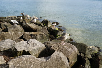Fototapeta na wymiar Wasservögel an der Ostsee
