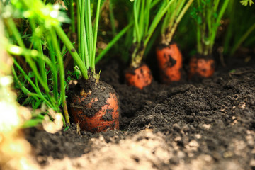 Ripe carrots growing in soil, closeup. Organic farming