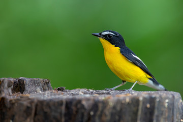 The Yellow-rumped Flycatcher is standing on the stump with blurred background.