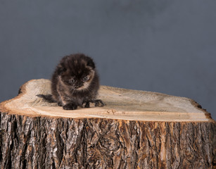 little black kitten on a stump