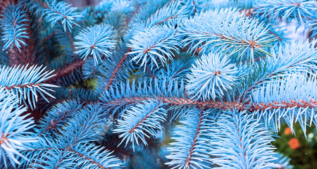 Naklejka na ściany i meble Blue Spruce Branches. New Year, Christmas Tree Concept.