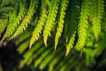 Close-up Image of Green Fern Leaves with Browning Spots, Black Bug, on Blurred Foliage Background in Warm Summer Evening Sunlight. - Powered by Adobe
