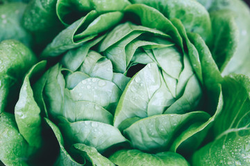 Fresh organic Green salad eat healthy betox concept. 