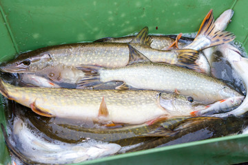 harvesting pond in Czech Republic