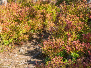 blueberry bushes in a summer