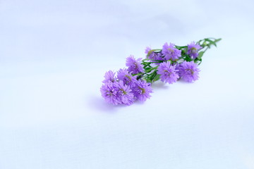 Purple flowers on a white background