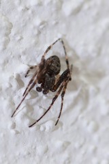 small dark spider on white ceiling in apartment