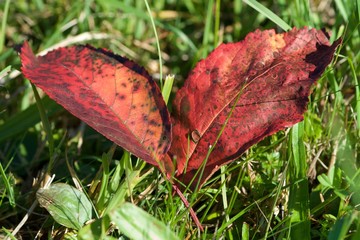 red leaves on grass
