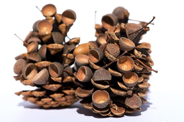 Craftwork made of cone with acorn