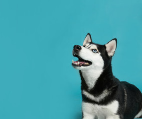 Cute Siberian Husky dog on blue background. Space for text
