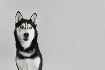 Cute Siberian Husky dog on light grey background. Space for text