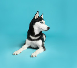 Cute Siberian Husky dog on blue background