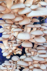 mushrooms fill the frame background